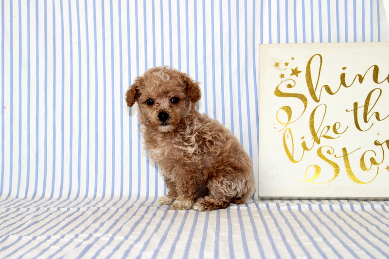 puppy, for, sale, Cavapoo, Matthew B. Stoltzfus, dog, breeder, Gap, PA, dog-breeder, puppy-for-sale, forsale, nearby, find, puppyfind, locator, puppylocator, aca